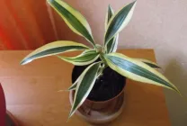 ingrijire Dracaena in casa, ca un sol răsad pentru Dracaena decât hrana pentru animale,