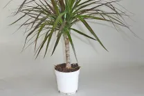 ingrijire Dracaena in casa, ca un sol răsad pentru Dracaena decât hrana pentru animale,