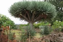 Dracaena грижи в дома, като разсад почва за Dracaena от храната,