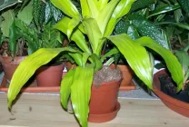 Dracaena грижи в дома, като разсад почва за Dracaena от храната,