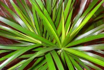 ingrijire Dracaena in casa, ca un sol răsad pentru Dracaena decât hrana pentru animale,