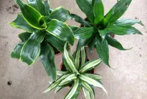 Dracaena грижи в дома, като разсад почва за Dracaena от храната,