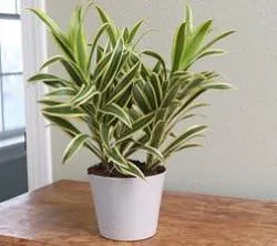 Dracaena грижи в дома, като разсад почва за Dracaena от храната,