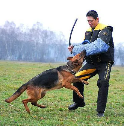 câine de formare - care metoda de a alege, articole