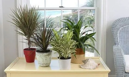 ingrijire Dracaena in casa, ca un sol răsad pentru Dracaena decât hrana pentru animale,