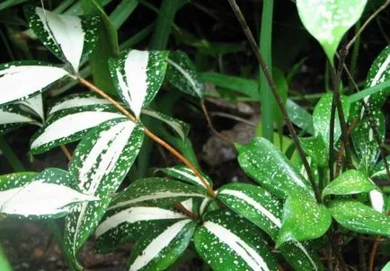 ingrijire Dracaena in casa, ca un sol răsad pentru Dracaena decât hrana pentru animale,