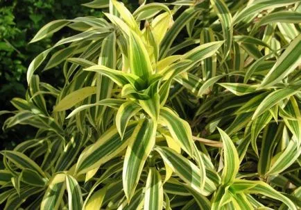 Dracaena грижи в дома, като разсад почва за Dracaena от храната,