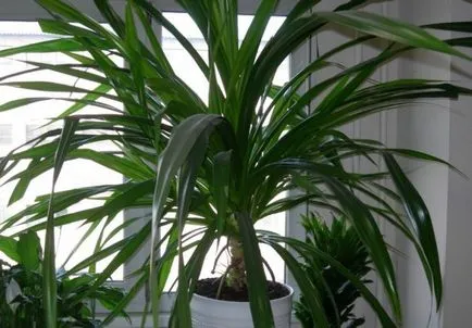 Dracaena грижи в дома, като разсад почва за Dracaena от храната,