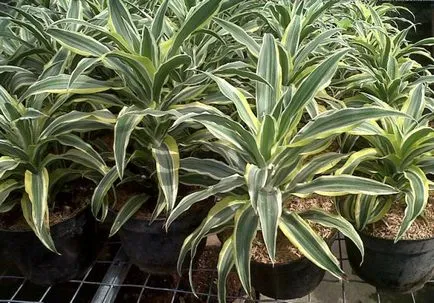 ingrijire Dracaena in casa, ca un sol răsad pentru Dracaena decât hrana pentru animale,