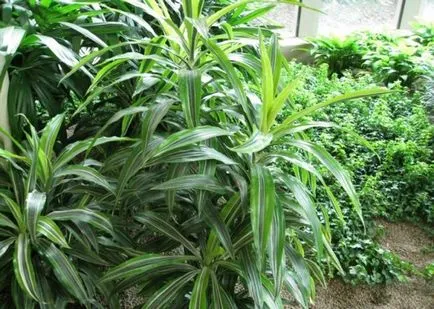 ingrijire Dracaena in casa, ca un sol răsad pentru Dracaena decât hrana pentru animale,