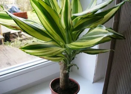 Dracaena грижи в дома, като разсад почва за Dracaena от храната,