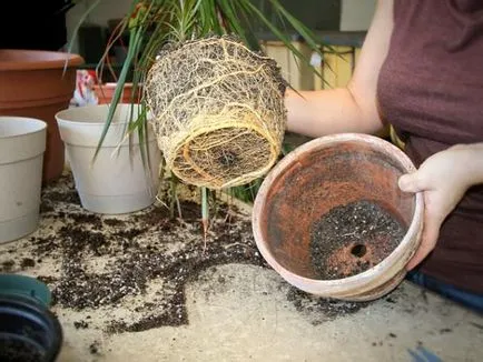 ingrijire Dracaena in casa, ca un sol răsad pentru Dracaena decât hrana pentru animale,