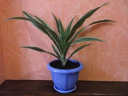 Dracaena fajok, és gyakorlati tanácsokat ad növekvő