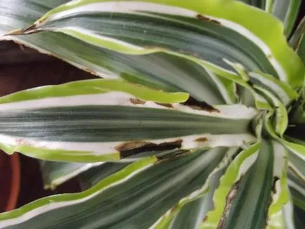 Dracaena fajok, és gyakorlati tanácsokat ad növekvő