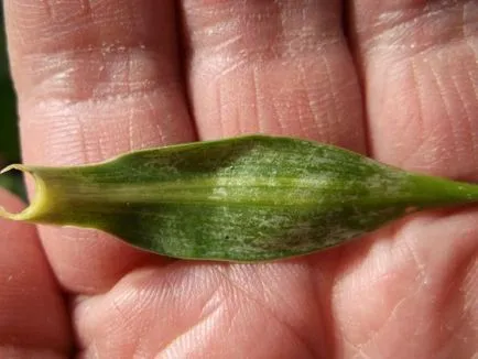 Dracaena fajok, és gyakorlati tanácsokat ad növekvő