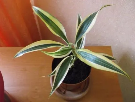 specii Dracaena, și sfaturi practice pentru creștere