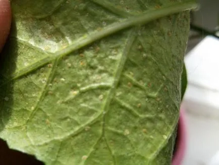 Dracaena fajok, és gyakorlati tanácsokat ad növekvő