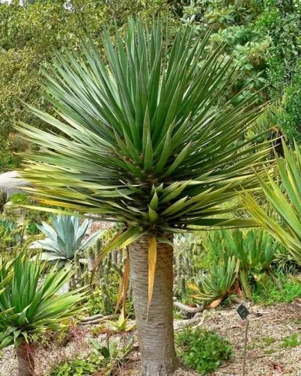 Dracaena грижи в дома, като разсад почва за Dracaena от храната,