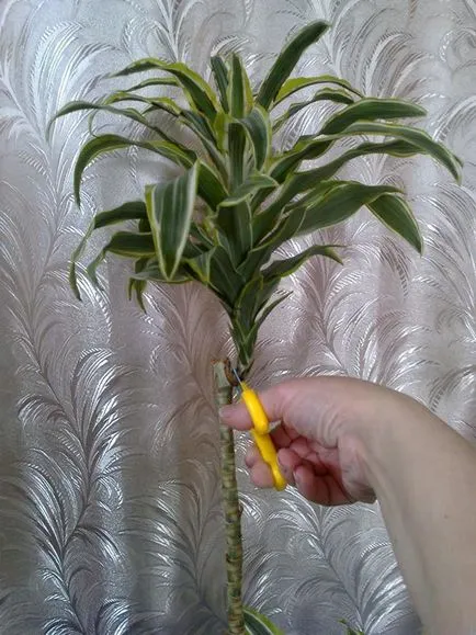 Dracaena fajok, és gyakorlati tanácsokat ad növekvő