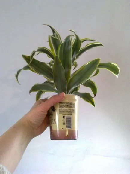 specii Dracaena, și sfaturi practice pentru creștere