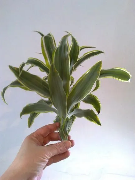 specii Dracaena, și sfaturi practice pentru creștere