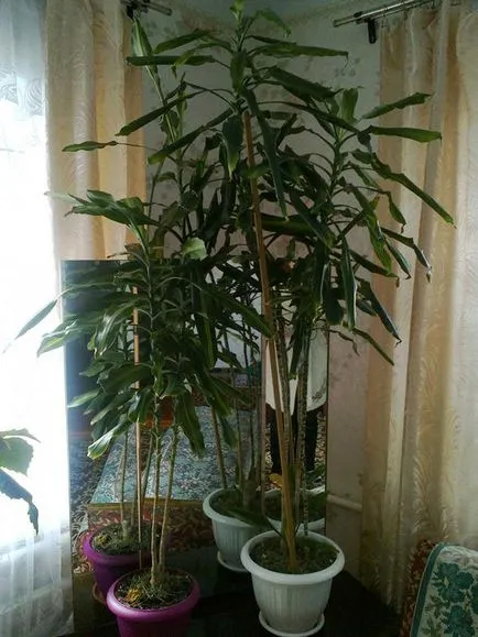 Dracaena fajok, és gyakorlati tanácsokat ad növekvő