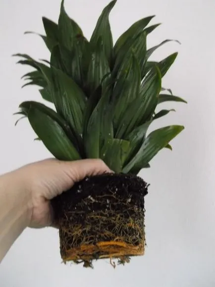 specii Dracaena, și sfaturi practice pentru creștere