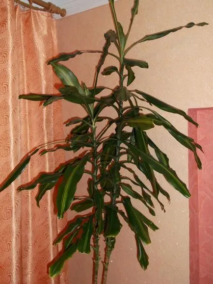 Dracaena fajok, és gyakorlati tanácsokat ad növekvő