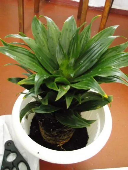 Dracaena fajok, és gyakorlati tanácsokat ad növekvő