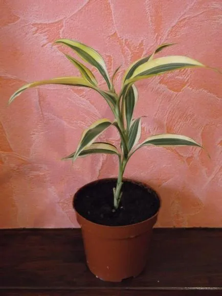 Dracaena fajok, és gyakorlati tanácsokat ad növekvő