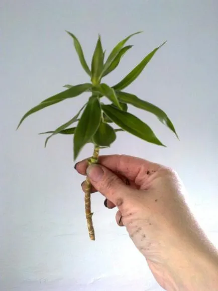 Dracaena fajok, és gyakorlati tanácsokat ad növekvő