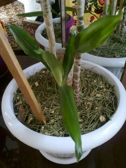 specii Dracaena, și sfaturi practice pentru creștere