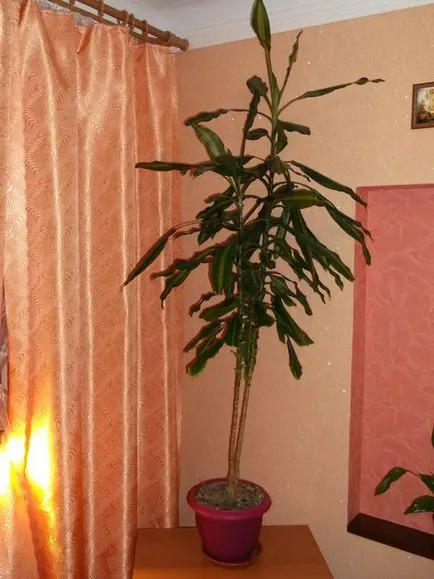 specii Dracaena, și sfaturi practice pentru creștere