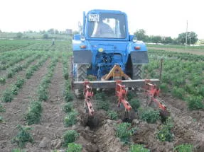 Cultivarea tomate în sol deschis în apropiere de Moscova