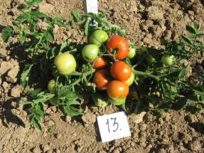 Cultivarea tomate în sol deschis în apropiere de Moscova