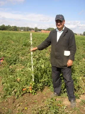 Cultivarea tomate în sol deschis în apropiere de Moscova