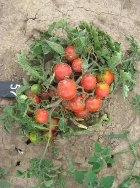 Cultivarea tomate în sol deschis în apropiere de Moscova