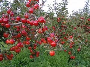 Növekvő almafa ültetés betakarítás, példaértékű kastély