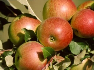 Növekvő almafa ültetés betakarítás, példaértékű kastély