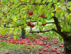 Cultivarea meri, de la plantare până la recoltare, conac exemplar