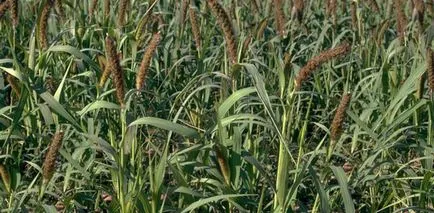 idei de afaceri, cultivarea plantelor broomcorn