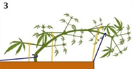 Kannabisz termesztésének otthon -, hogy a vonat a kender