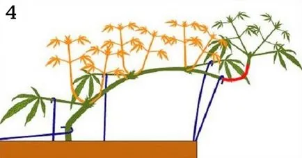 Kannabisz termesztésének otthon -, hogy a vonat a kender