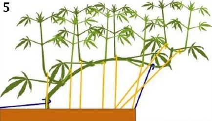 Kannabisz termesztésének otthon -, hogy a vonat a kender