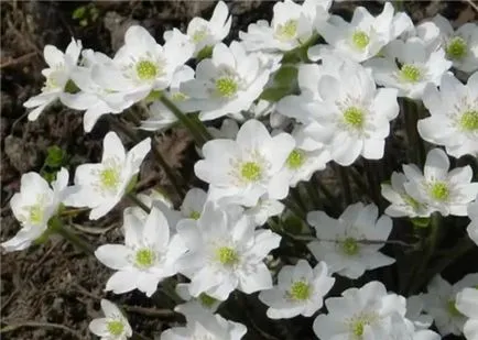 A tenyésztés és szaporítása hepatica