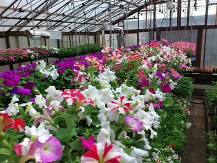 Virágok nőnek az üvegházban egy szerelési üzleti üvegházak virágok, a szín kiválasztása