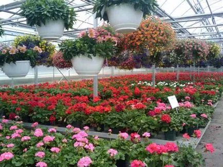 Цветя растат в оранжерията като оборудване, бизнес оранжерии за цветя, изборът на цветове за