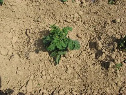 Cultivarea tomate în sol deschis în apropiere de Moscova