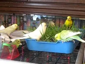 Budgies és cockatiel a fürdés papagáj (SHA) Newsletter