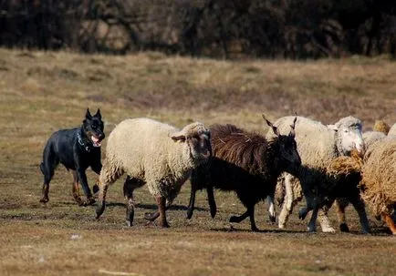 Toate animalele despre - Beauceron, Totul despre animale